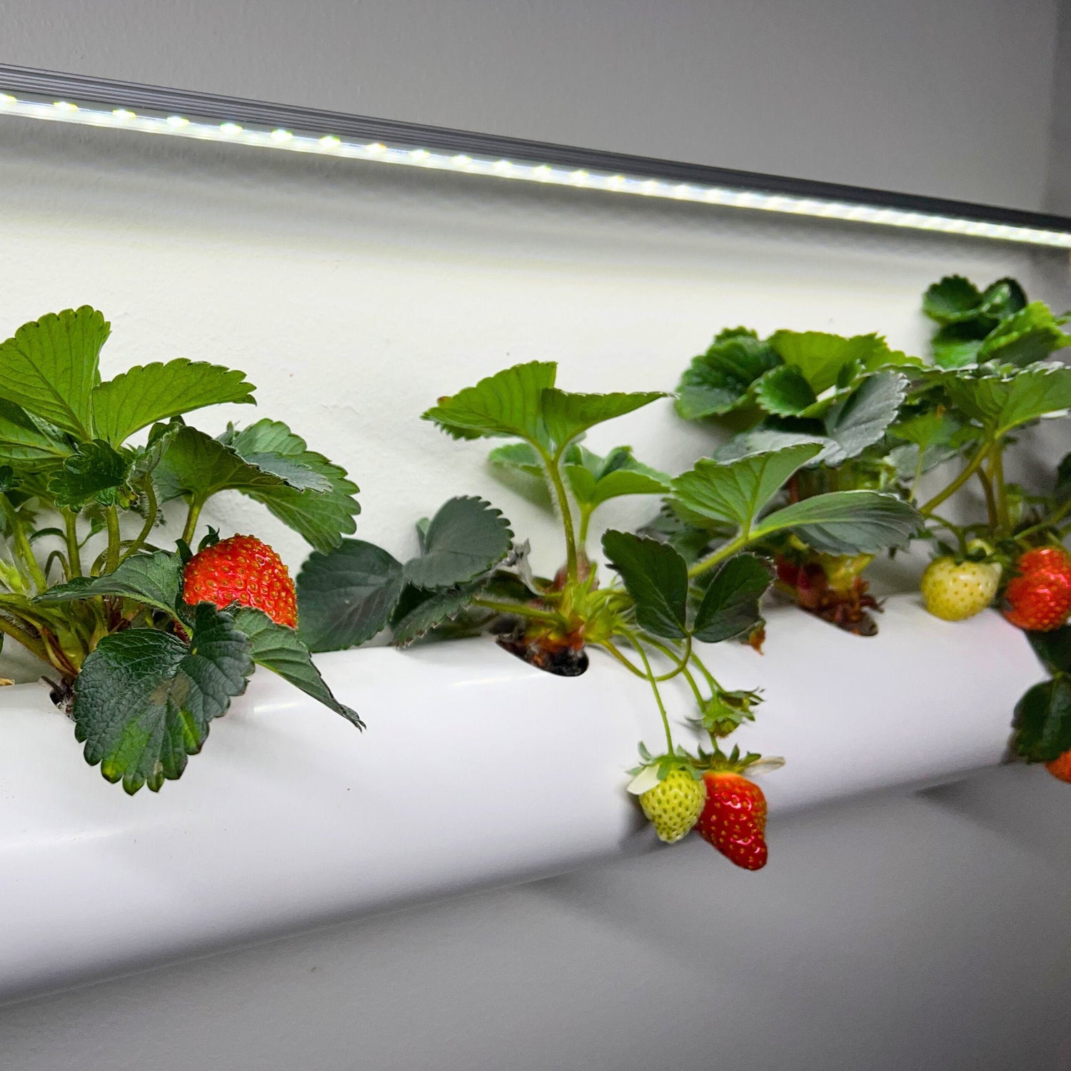 The Leafy Bar - Leafy Home, ett hydroponiskt system med jordgubbar